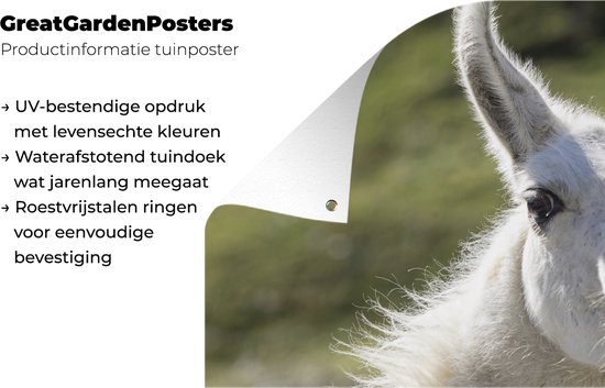 Affiche de clôture Lama - Drôle - Enfants - Garçons - Filles - Kids - 200x100 cm - Toile de jardin