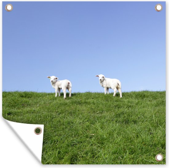 Tuinposter 200x200 cm - Tuindecoratie Twee lammetjes die zich op een grasdijk bevinden - Poster voor in de tuin - Buiten decoratie - Schutting tuinschilderij - Tuindoek muurdecoratie - Wanddecoratie balkondoek