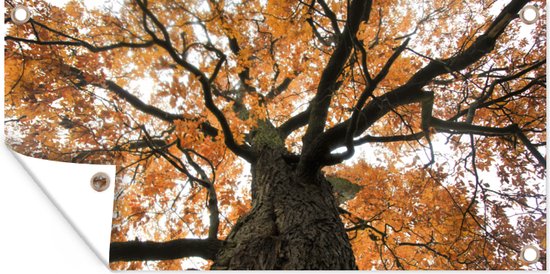 Schuttingposter Amerikaanse kastanjeboom tijdens de herfst - 200x100 cm - Tuindoek