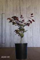10 stuks | Rode beuk Pot 40-60 cm - Bladverliezend - Populair bij vogels - Prachtige herfstkleur - Snelle groeier