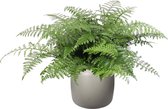 Varen van Botanicly – Asplenium in beige plastic pot 'ELHO pure beads' als set – Hoogte: 55 cm – Asplenium Parvati