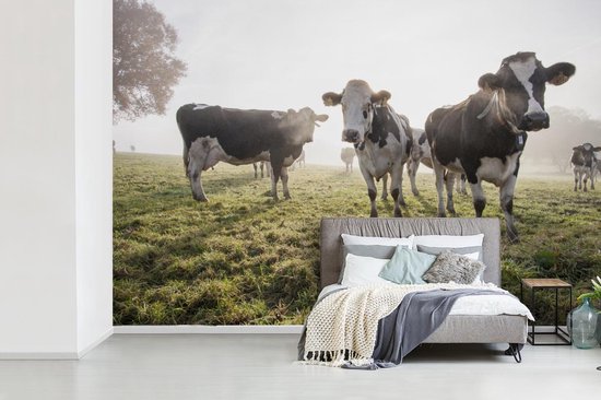 Papier peint vinyle - Un matin brumeux avec les vaches frisonnes dans le pâturage largeur 330 cm x hauteur 220 cm - Tirage photo sur papier peint (disponible en 7 tailles)