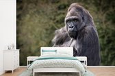Behang - Fotobehang Grote Gorilla kijkt recht in de camera - Breedte 525 cm x hoogte 350 cm