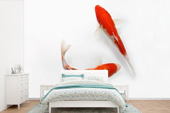 Papier peint photo vinyle - Deux carpes koi orange sur fond blanc largeur 390 cm x hauteur 260 cm - Tirage photo sur papier peint (disponible en 7 tailles)