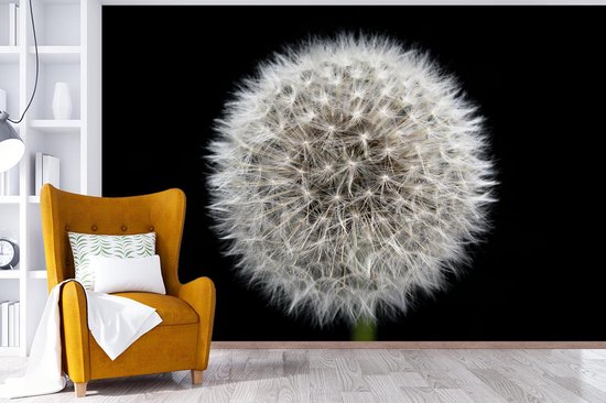 Papier peint photo peint vinyle - Un pissenlit sur fond noir largeur 525 cm x hauteur 350 cm - Tirage photo sur papier peint (disponible en 7 tailles)