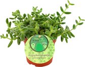 Plante cornichon - Delosperma echinatum - ↑15-20cm Ø12cm