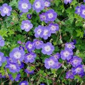 12 x Geranium Himalayense - Winterharde Tuinplant / Bodembedekker - Ooievaarsbek Himalayense in 9x9cm pot met hoogte 5-10cm