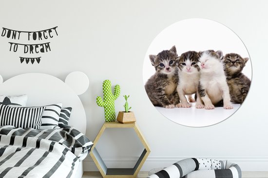 Chat - Animaux domestiques - Fourrure - Portrait