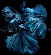 Blue darkness – 110cm x 110cm - Fotokunst op PlexiglasⓇ incl. certificaat & garantie.