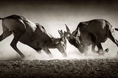 The african wildlife collection II – 135cm x 90cm - Fotokunst op PlexiglasⓇ incl. certificaat & garantie.