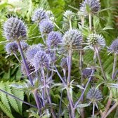 6x Eryngium planum - Kruisdistel - Pot 9x9 cm