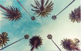 De palmbomen op Hollywood Boulevard in Los Angeles - Foto op Forex - 90 x 60 cm