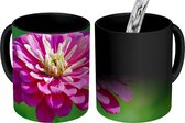 Magische Mok - Foto op Warmte Mok - Roze zinnia in volle bloei - 350 ML