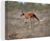 Canvas Schilderij Kangoeroe - Gras - Australië - 60x40 cm - Wanddecoratie