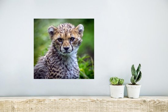 Affiche un guépard - 30x30 cm