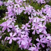 6x Phlox (S) ‘Moerheimii’ - Vlambloem - Pot 9x9 cm