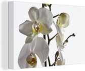Tableau sur toile Orchidée papillon Witte - 90x60 cm - Décoration murale
