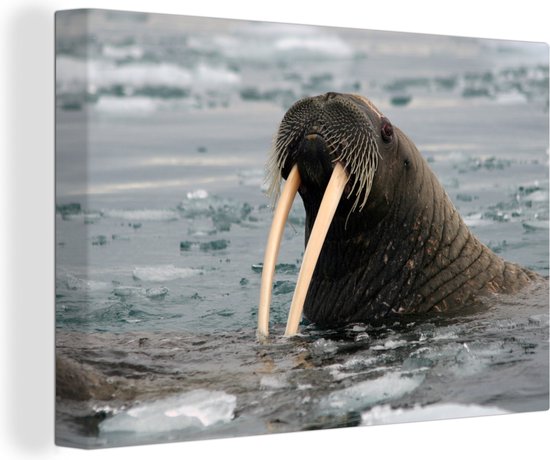 Canvas Schilderij Een Walrus zwemt in het koude water - 90x60 cm - Wanddecoratie
