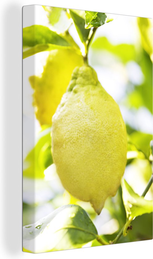 Canvas Schilderij Lichte foto van de citroen hangend aan een tak met citroenbladeren - Wanddecoratie