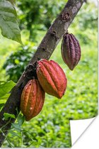Jungle met de cacaoboon in de peulenschil Poster 40x60 cm - Foto print op Poster (wanddecoratie woonkamer / slaapkamer)