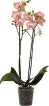 Ravello orchidee (Phalaenopsis) - 70cm