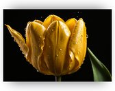 Tulp poster - Tulpen wanddecoratie - Poster slaapkamer - Bloemen - Poster bloem - Vrolijke poster - 60 x 40 cm