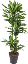 Goed & Groen - Dracaena Cintho - Drakenbloedboom - XL -↨ 150cm - Potmaat 27 - Exclusieve Kwaliteit Planten - Kamer Plant - Kamerplanten - Sfeer - Interieur