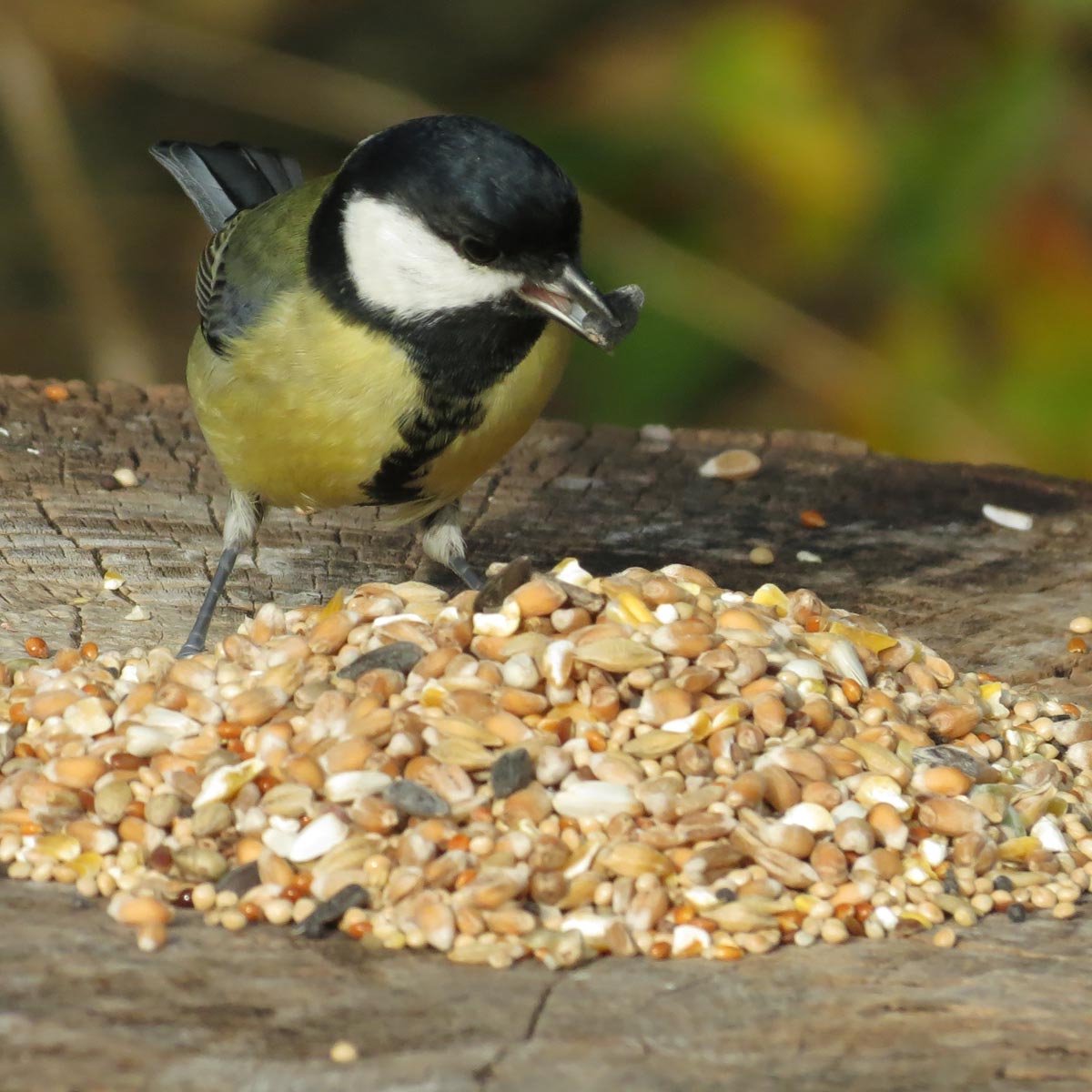 Aniculis - Premium Wilde Vogelzaad-Mix (10 kg) | Met zorgvuldig geselecteerde zaden en granen voor tuinvogels | Ideaal voor het hele jaar door voeren van vogels in je tuin