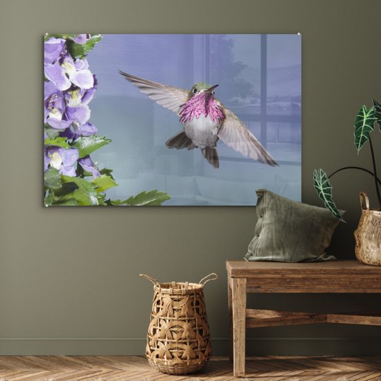 Un colibri calliope aux fleurs violettes Plexiglas 120x80 cm - Tirage photo sur Glas (décoration murale plexiglas)