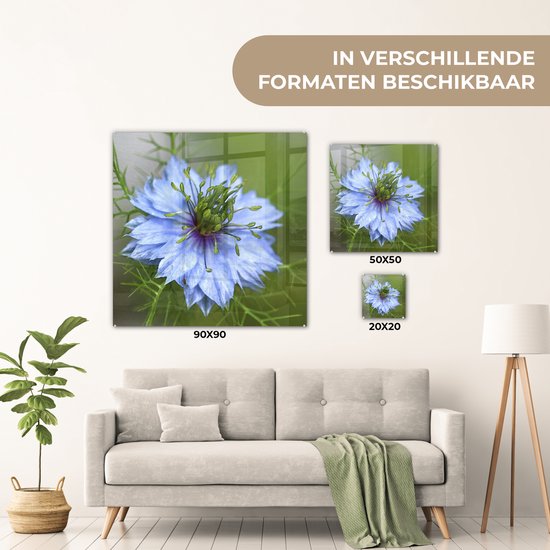 Une nigelle bleu clair en fleur Plexiglas 50x50 cm - Tirage photo sur Glas (décoration murale plexiglas)