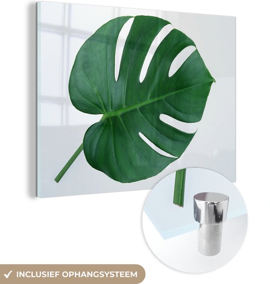 Glasschilderij - Botanische gatenplant op een lichtgrijze achtergrond - Plexiglas Schilderijen