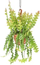 Cactus – Koraalcactus (Epiphyllum Anguliger) met bloempot – Hoogte: 60 cm – van Botanicly