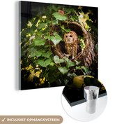 Un hibou fauve dans un tronc d'arbre Plexiglas 20x20 cm - petit - Tirage photo sur Glas (décoration murale en plexiglas)