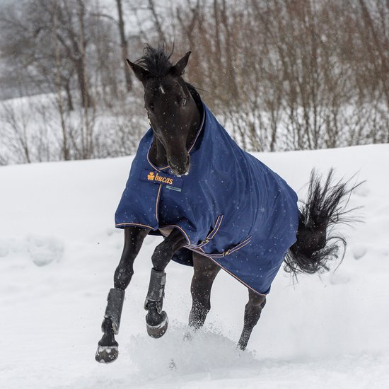 Zwart paard met donkerblauwe Bucas deken met gouden bies, rennend in de sneeuw.