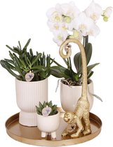 Compagnie des colibris | Ensemble complet de plantes Luxury Living | Plantes vertes avec orchidée Phalaenopsis blanche avec pots décoratifs en céramique et accessoires