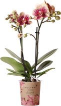 Orchidee – Vlinder orchidee (Phalaenopsis) met bloempot – Hoogte: 35 cm – van Botanicly