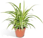 Hello Plants Chlorophytum Graslelie - Ø 12 cm - Hoogte: 25cm - Kamerplant Grasplant