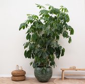 Groene plant – Vingersboom (Schefflera Amate) – Hoogte: 250 cm – van Botanicly
