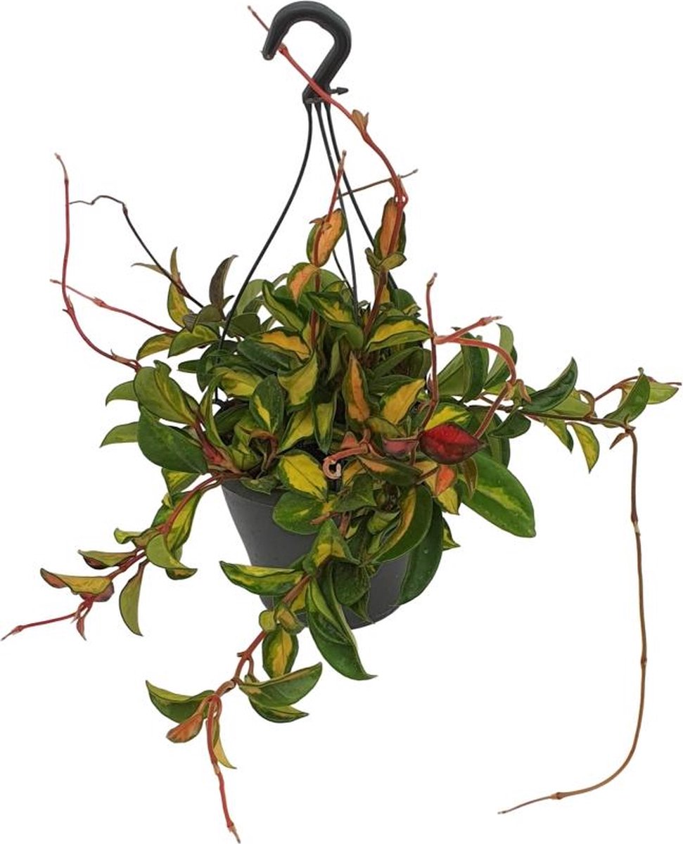 BOTANICLY Groene plant – Grote Wasbloem (Hoya carnosa Tricolor) met bloempot – Hoogte: 20 cm – van