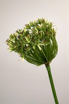 Zijden kunstbloem Allium | Groen | Lengte 90 centimeter