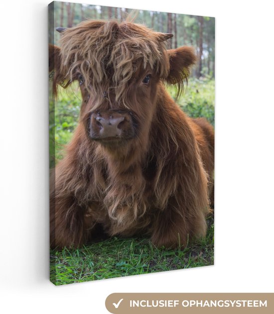 Tableau sur toile Scottish Highlander - Crapaud - Animaux - 60x90 cm - Décoration murale