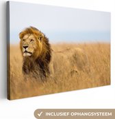 Toile Peinture Lions - Herbe - Afrique - 120x80 cm - Décoration murale