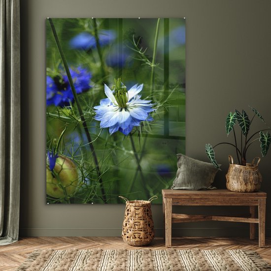 MuchoWow® Peinture sur verre 120x160 cm - Peinture sur verre acrylique - Une fleur de nigelle parmi les plantes - Photo sur verre - Peintures