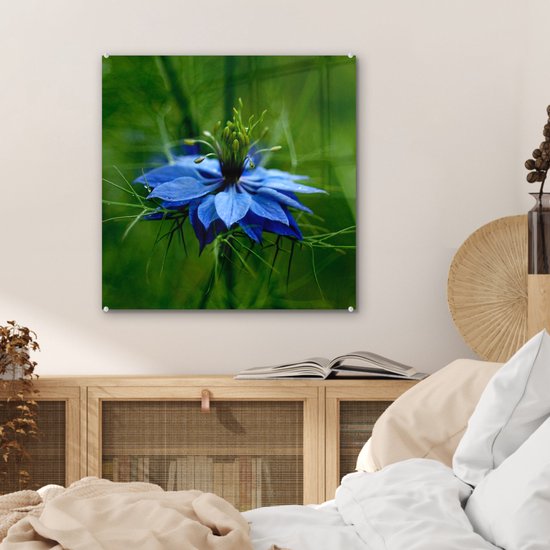 Peinture sur verre MuchoWow® 50x50 cm - Peinture acrylique sur verre - Une fleur de nigelle dans un environnement verdoyant - Photo sur verre - Peintures