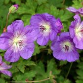 25 x Geranium Rozanne - Ooievaarsbek in 9x9cm pot met hoogte 5-10cm