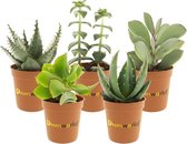 Desertworld Mini Vetplantjes in terracotta potjes - 5 stuks - Ø 6 cm - Hoogte 8-15 cm