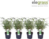 Grassen van Botanicly – 4 × Fargesia bamboe – Hoogte: 50 cm – Fargesia rufa