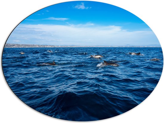 Dibond Ovaal - Groep Dolfijnen Zwemmend bij het Wateroppervlak - 68x51 cm Foto op Ovaal (Met Ophangsysteem)