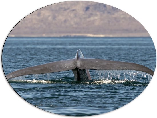 Dibond Ovaal - Staart van Walvis boven het Wateroppervlak - 80x60 cm Foto op Ovaal (Met Ophangsysteem)