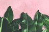 Fotobehang Tropische Planten Op Roze Achtergrond - Vliesbehang - 312 x 219 cm